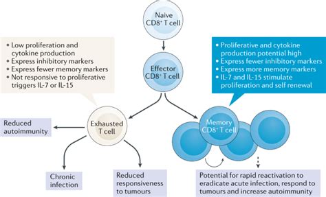 A Predictive Cd8 T Cell Phenotype For T1dm Progression Nature