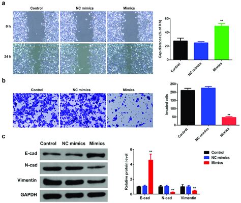 MiR 124 3p Suppresses HCC EMT A Overexpression Of MiR 124 3p