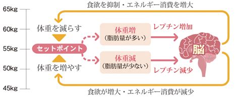 痩せた後にリバウンドするのはなぜ？リバウンドの仕組みを知ろう 痩身教室プロポーション・アカデミー