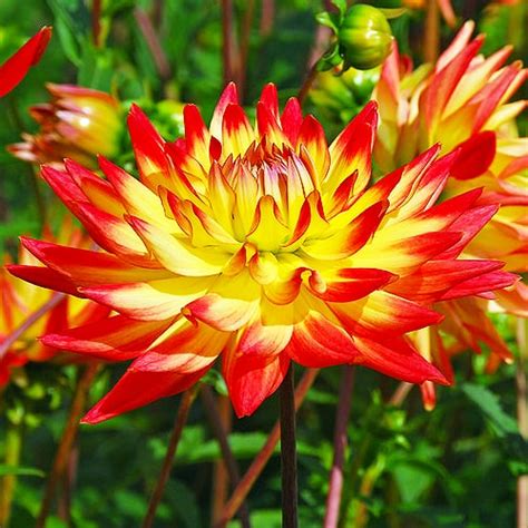 Dahlia Bridge View Aloha Order Online In Eu Directly From The Netherlands