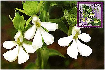 Flora - Fauna on stamps: Vietnamese Orchids - 2008