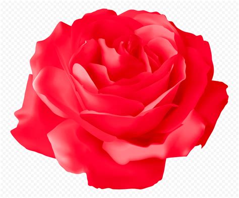 Vector Illustration Red Rose Flower Hd Png Citypng