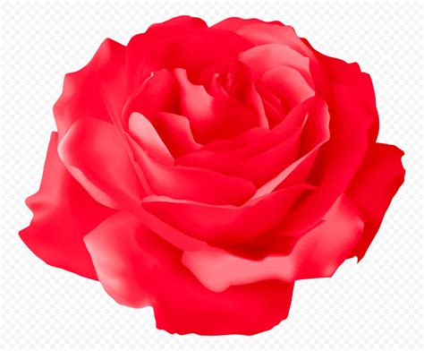 Vector Illustration Red Rose Flower HD PNG Citypng