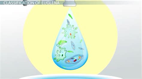 Euglena: Characteristics, Classification & Structure - Video & Lesson ...