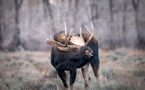 Bull Moose Nps Photoc Adams Grand Teton Flickr