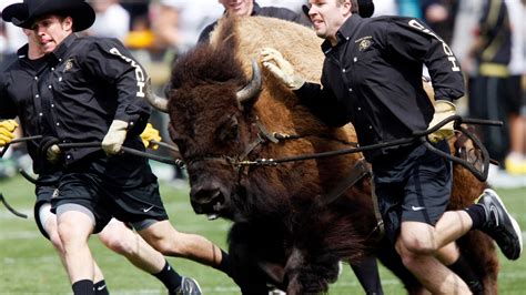 CU’s Ralphie the Buffalo makes Sports Illustrated mascot list | 9news.com