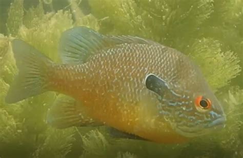 Sunfish in my pond : r/whatisthisfish