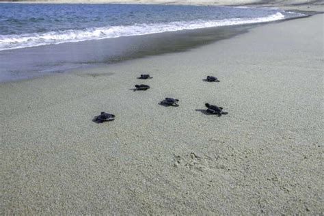 Record Di Nidificazione Di Tartarughe Marine Quasi Mila Nidi