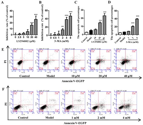 Autophagy Inhibition Enhances Radiosensitivity Of Eca‑109 Cells Via The