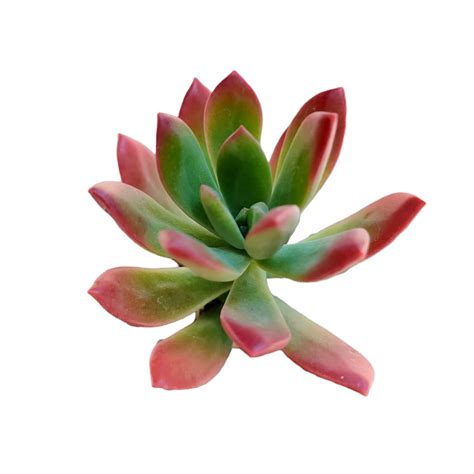 Foliagems Live Cactus Succulent Plants From Uskc 2 Pot Echeveria Minibelle