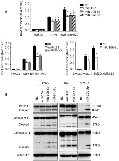 Mir B P And Mir C P Modulated Proliferation And Apoptosis