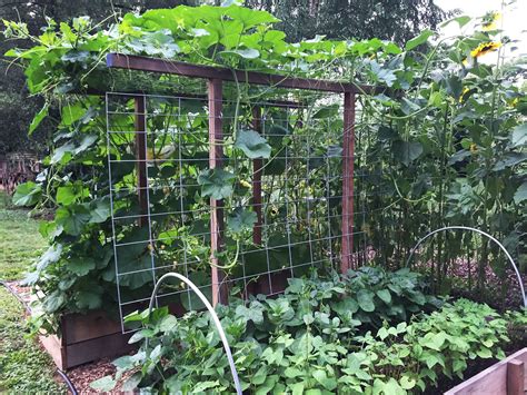 Winter Squash Climbing Over The Top Of Livestock Panel Trellis