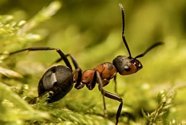 Field Ant | Pest Information & Prevention Tips