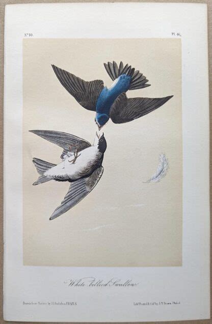 Audubon Octavo Print White Bellied Swallow Tree Swallow Plate 46