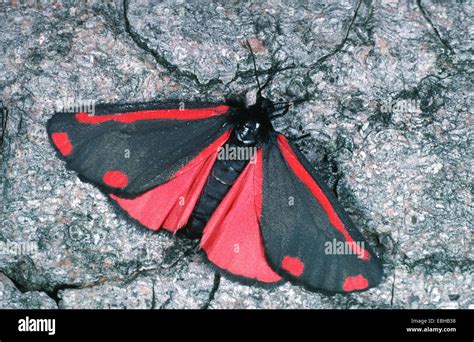 Cinnabar Moth Hipocrita Jacobaeae Stock Photo Alamy