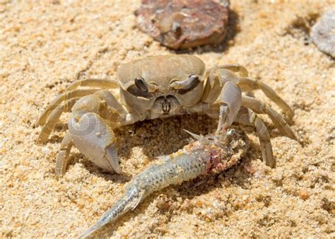 Large crab eats a fish on the beach | Stock image | Colourbox