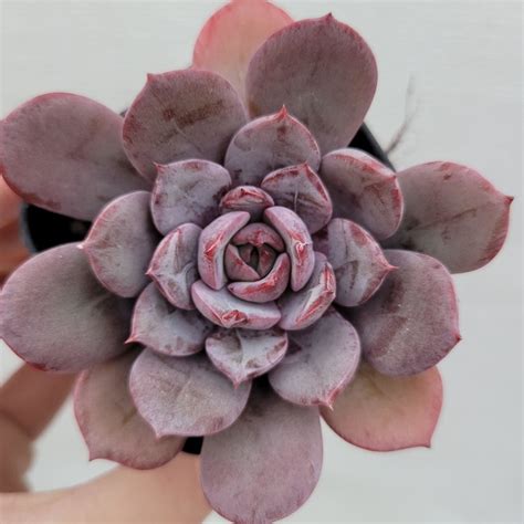 Echeveria Anything 44 DK Succulents Korea Rare Korean Succulents