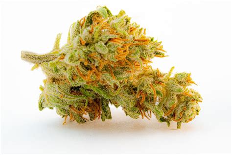 Lemon Haze susz konopny CBD 1 g HURT Katowice Osiedle Tysiąclecia OLX pl