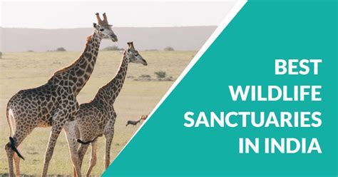 13 Most Popular Wildlife Sanctuaries in India - Travlics