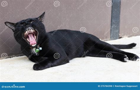 Chatte Noire à Bouche Ouverte Photo Stock Image Du Baillement Mignon 275784398