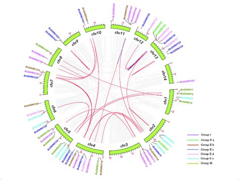 Schematic Representations For The Chromosomal Distribution And