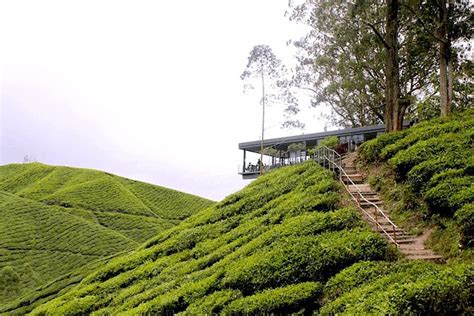 Cameron Highlands Tour From Kuala Lumpur Special Deal