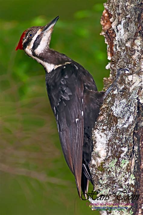 Canadian Nature Visions Pileated Woodpecker