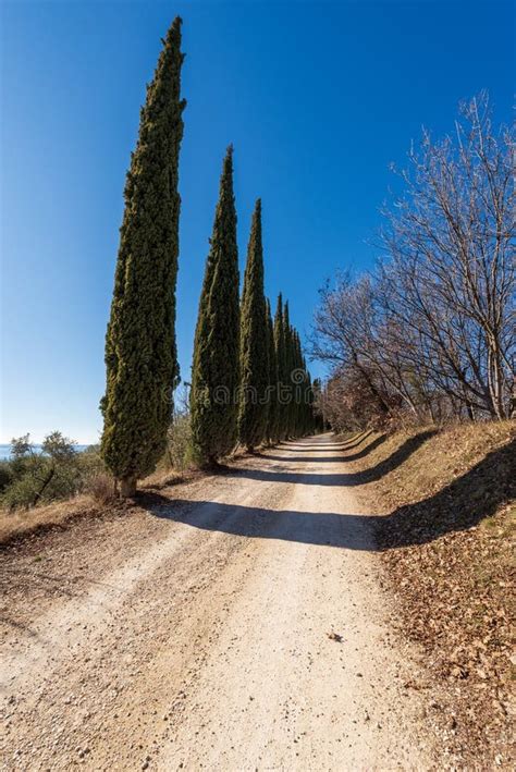 Strada Sterrata Con Una Fila Di Cipressi Sulla Costa Collinare Del Lago