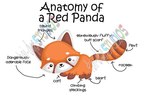 Anatomy Of A Red Panda Digital Download Png File Cute Boy Etsy