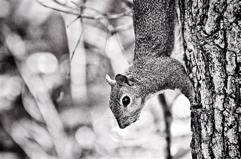 Squirrel In B W 6 6 2022 Timmerman Trail Cayce SC Ni Flickr