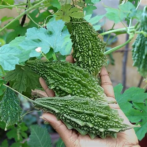 Bitter Gourd Karela Hybrid Seeds Prakriti S Garden