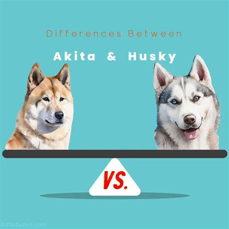 Akita Vs Husky Key Differences Temperament And More