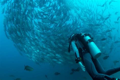 Exploring The Depths Why Scuba Divers Need Oxygen Tanks Desertdivers