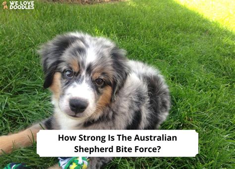 How Strong Is The Australian Shepherd Bite Force Youll Be Surprised