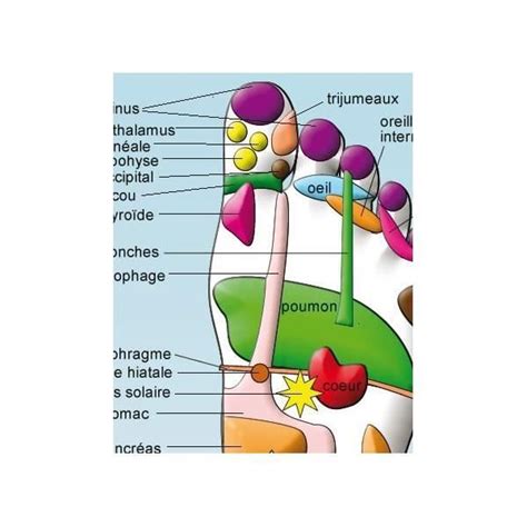 Poster Zones De Réflexologie Plantaire Et Palmaire A3 Cdiscount Maison