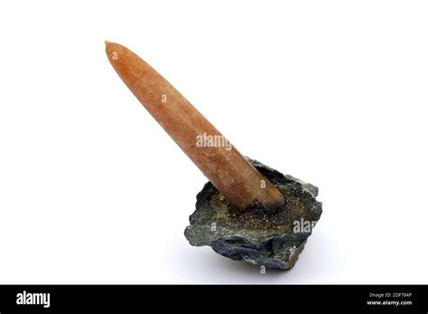 Fossile De Belemnite Du Cr Tac Les Belemnites Sont Teintes Comme Des