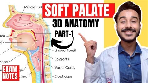 Soft Palate Psadoworth