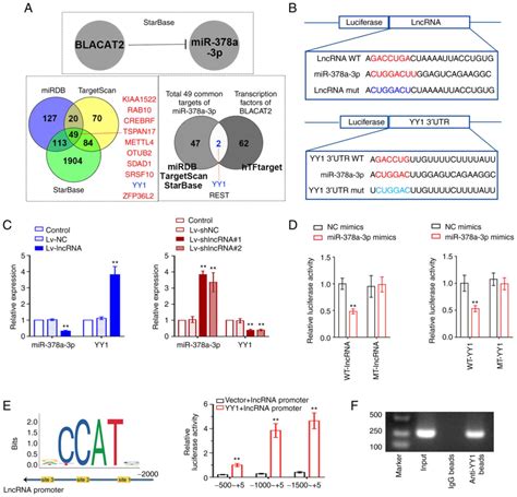 Long Non‑coding Rna Blacat2mir‑378a‑3pyy1 Feedback Loop Promotes The