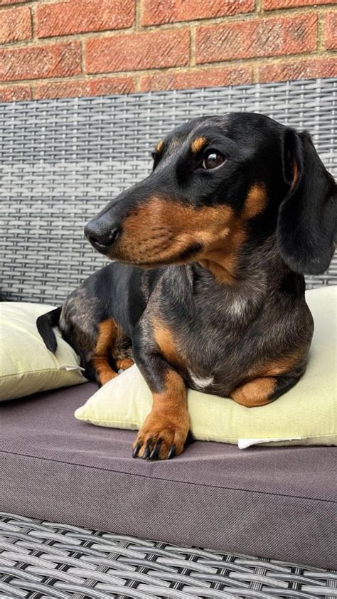 Super Sausages Why Dachshunds Are One Of Londons Most Fashionable Pets