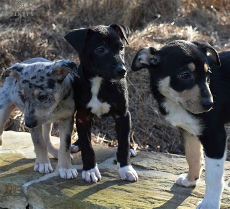 Ryder • Hangin Tree Cowdog • Infinity Pups