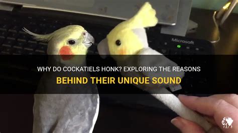 Why Do Cockatiels Honk Exploring The Reasons Behind Their Unique Sound