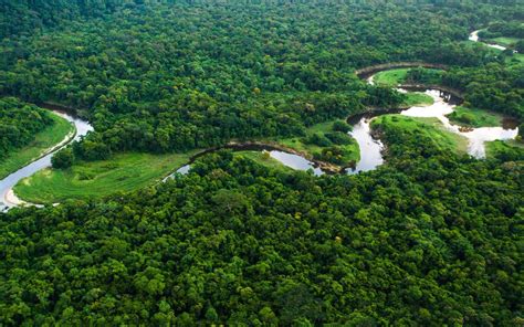 Amazônia Tem Quase 40 De Extração De Madeira Ilegal