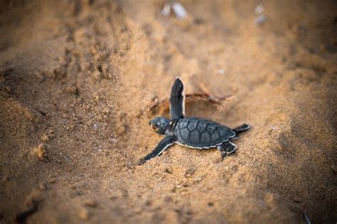 In Sicilia Il Primo Nido Di Tartaruga Caretta Caretta Del Siciliafan