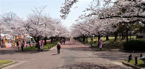 日本追逐櫻花之旅】關西十天九夜賞櫻冒險之旅 大阪萬博紀念公園 賞櫻之旅 林小宏記錄工坊