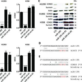 MiR 195 Directly Targets CCND3 And BIRC5 In NSCLC Cells A B MRNA