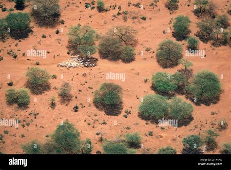 Impending Climate Change Aerial View Of A Goat Herd Being Driven By