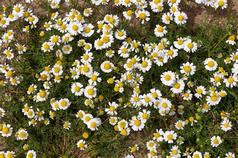 White Flower With Yellow Center