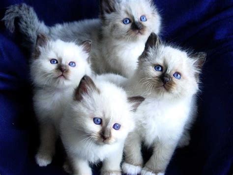 Birman Cat Info, History, Personality, Kittens, Diet, Picture