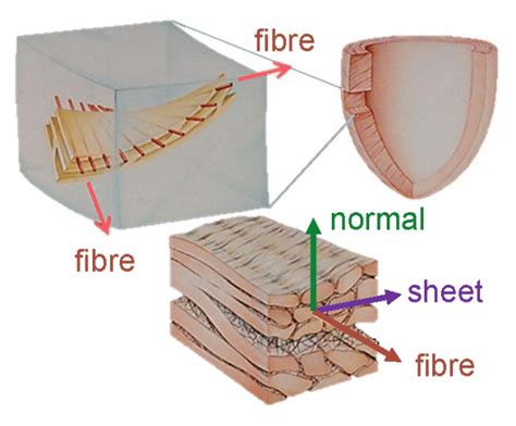 Myocardium Structure Adapted From [11] Download Scientific Diagram