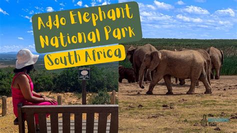 Addo Elephant National Park South Africa Port Elizabeth Youtube